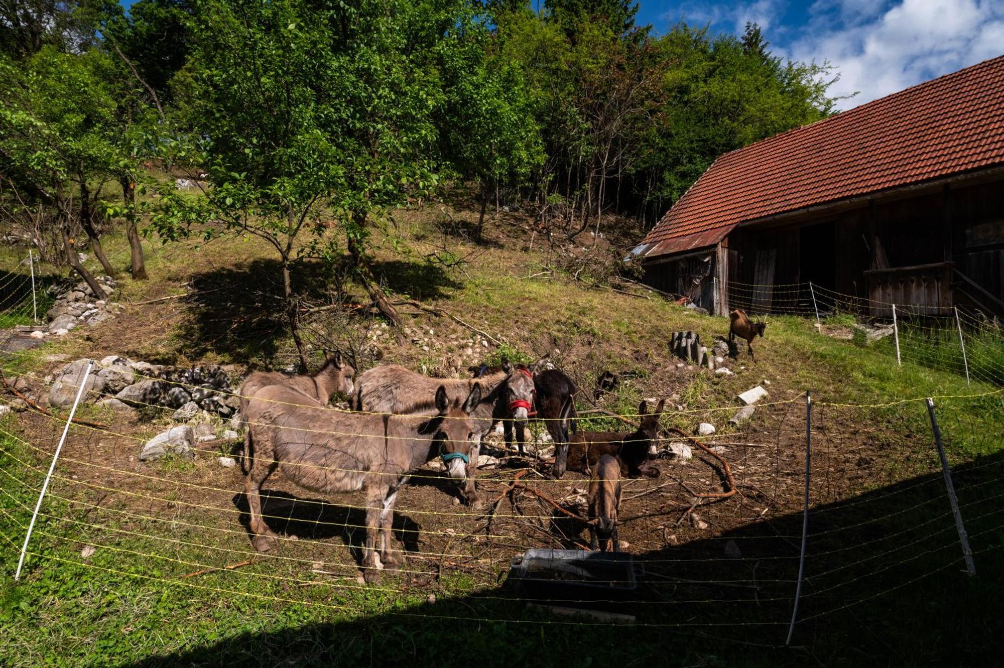 Turisticna Kmetija Grabnar Villa Bled Dış mekan fotoğraf